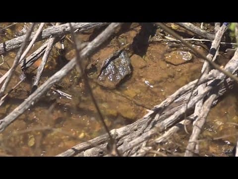 Water flow continues off Black Mountain in Rancho Peñasquitos