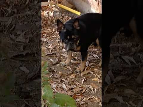 Man Saves Dog By Throwing Coffee At Mountain Lion