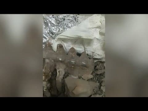 Mastodon fossils found in backyard