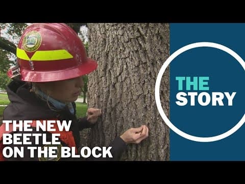 Tiny invasive beetle could spell trouble for Oregon’s iconic oak trees