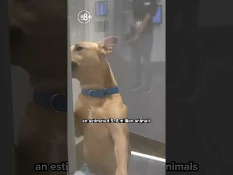 San Diego Humane Society struggling at critical capacity with influx of surrendered pets