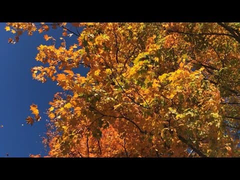 Happy Arbor Day! Plant a tree, help the environment