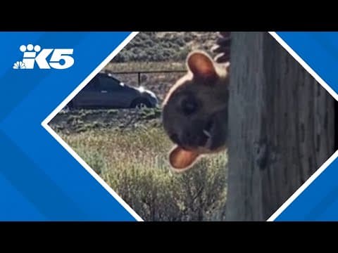 Kinkajou found at rest stop near Yakima