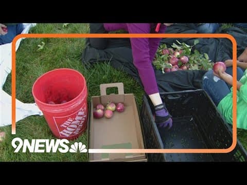 Denver groups visit yards across the city to harvest fruit