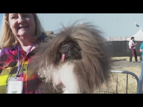 Foster rescue dog Wild Thang wins world's ugliest dog contest