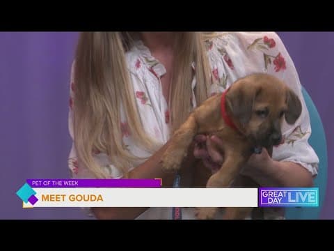 Pet of the week: Meet Gouda