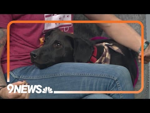 Petline9: Kornelia is a shy girl who needs a forever home