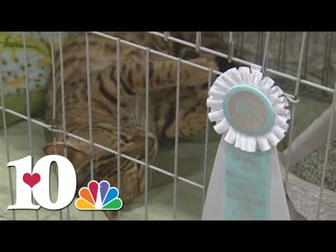 TN Valley Cat Fanciers Show preview