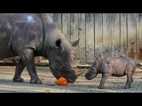Critically endangered baby rhino makes its debut at Cleveland zoo