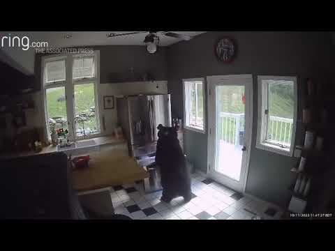 Security camera video shows bear taking lasagna from freezer