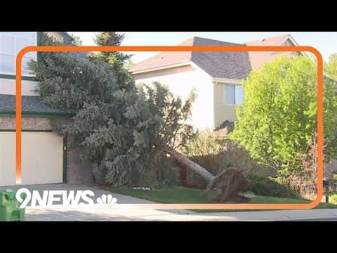 Gusty winds uproot tree in Centennial