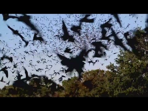 Saving the bats "the heroes of the night"