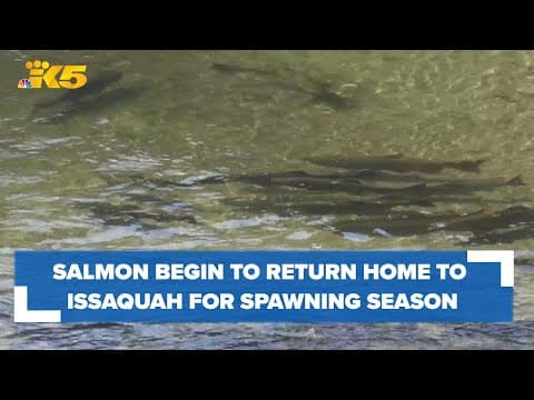 Salmon return home to Issaquah hatchery to spawn