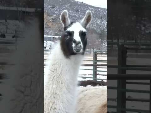 Llamas Help Protect Water Supply