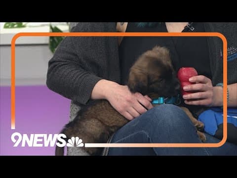 Denver Animal Shelter offering free collars, harnesses