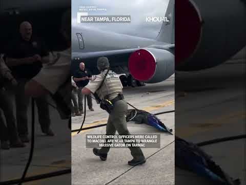 Massive gator wrangled on tarmac of MacDill AFB near Tampa, Florida #shorts