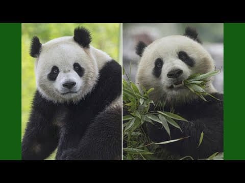 Pandas returning to DC