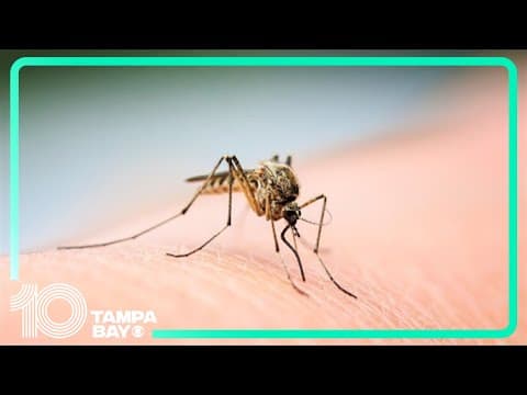 Dengue fever confirmed in Hillsborough County, health officials say