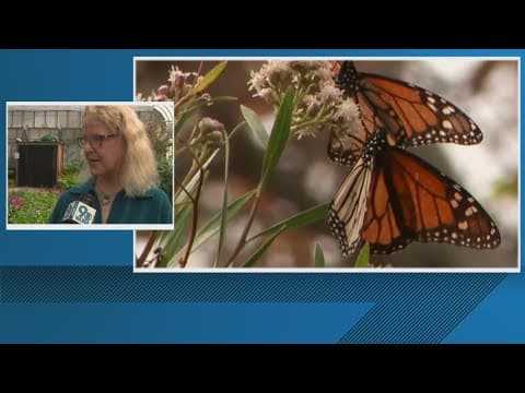 Butterfly fever hits Maryland's Brookside Gardens