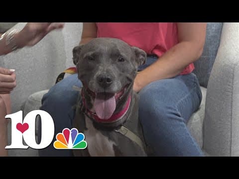 Meet the Pet of the Week: London