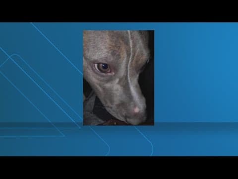 Missing service dog was last thread of hope for struggling DC woman