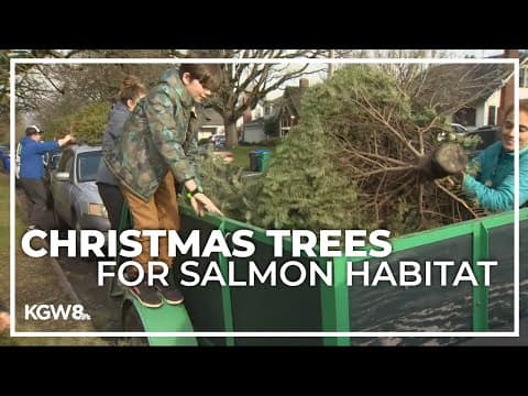 Recycling your Christmas tree could help salmon