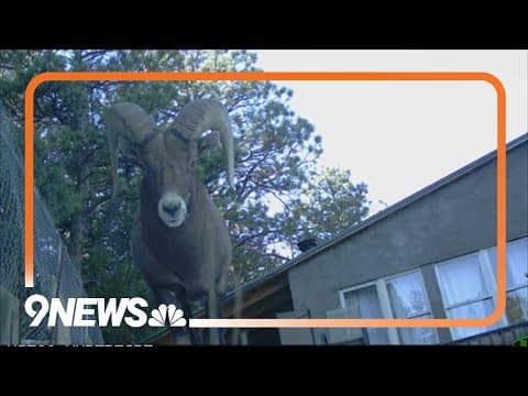 Homeowners surprised by a ram on their roof