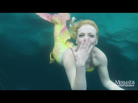 Audubon Aquarium featuring a new mermaid attraction