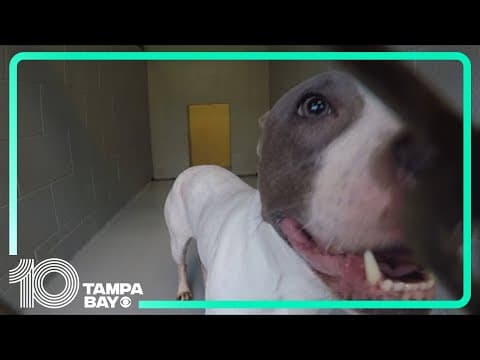 Hernando County Sheriff's Office taking over responsibility of animal services, county shelter