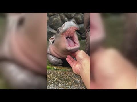 Meet the 2-month-old pygmy hippo 'Moo Deng' melting hearts around the world