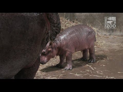 Meet Fiona's brother: Baby hippo born at Cincinnati Zoo
