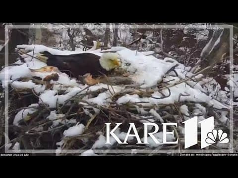 Eagle chick found dead after EagleCam nest falls