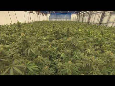 CA lowers cannabis tax to help dispensaries compete with illegal market