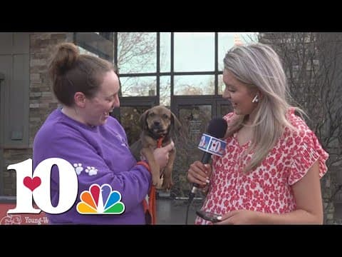 Mardi Growl is here, you can register your pets for event