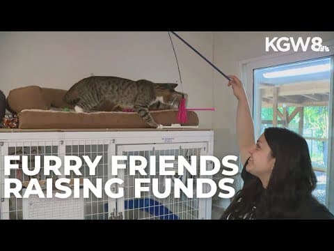 Cat rescue in Vancouver holds online fundraiser