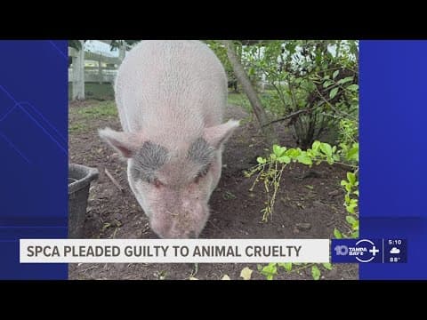 SPCA pleaded guilty to animal cruelty after 'Waddles' the pig was found with sunburn injuries