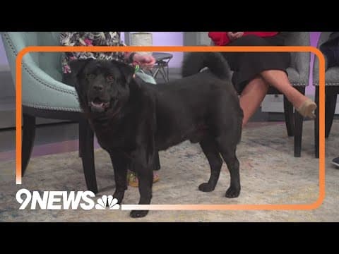 Sweet Chow Chow-mix is full of love