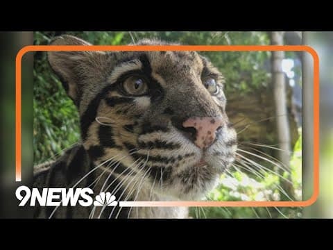 Denver Zoo euthanizes clouded leopard