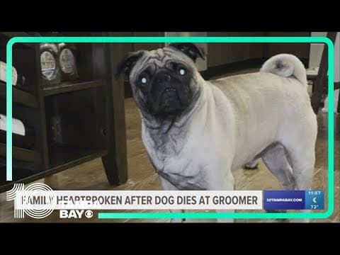 Family heartbroken after 4-year-old pug dies at groomer