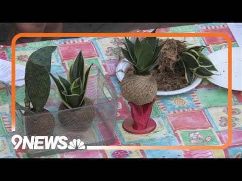 Denver Home Show | Nursery, garden store owner teaching kokedama workshop