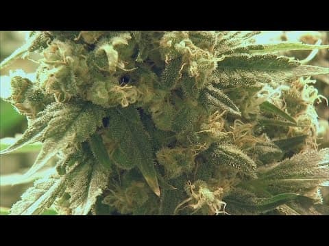 Ohio legislation would provide pathway for some businesses to sell recreational marijuana