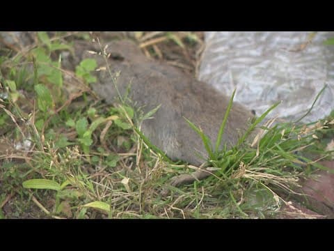 Loss of trash collectors leading to garbage and rodent problems in Petworth neighborhood