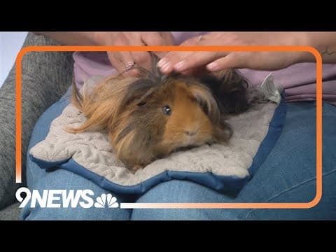 Guinea pigs living rescued from 'deplorable' conditions need forever homes