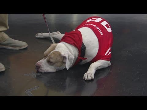 Pet safety ahead of Halloween, adoption event