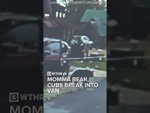 WATCH: Momma bear and her cubs break into family’s van