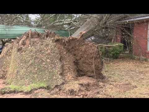 Tree damages home in Shreveport