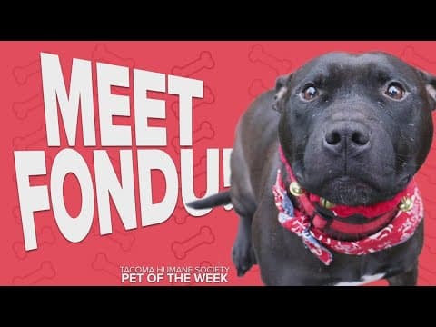 Pet Rescue of the Week: Fondu