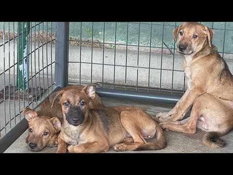 22 dogs rescued from home in Harris County