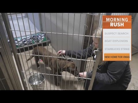 A dog who was shot in the face is ready for adoption