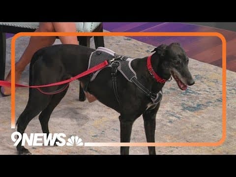 Petline9: Pepper is ready for a new home